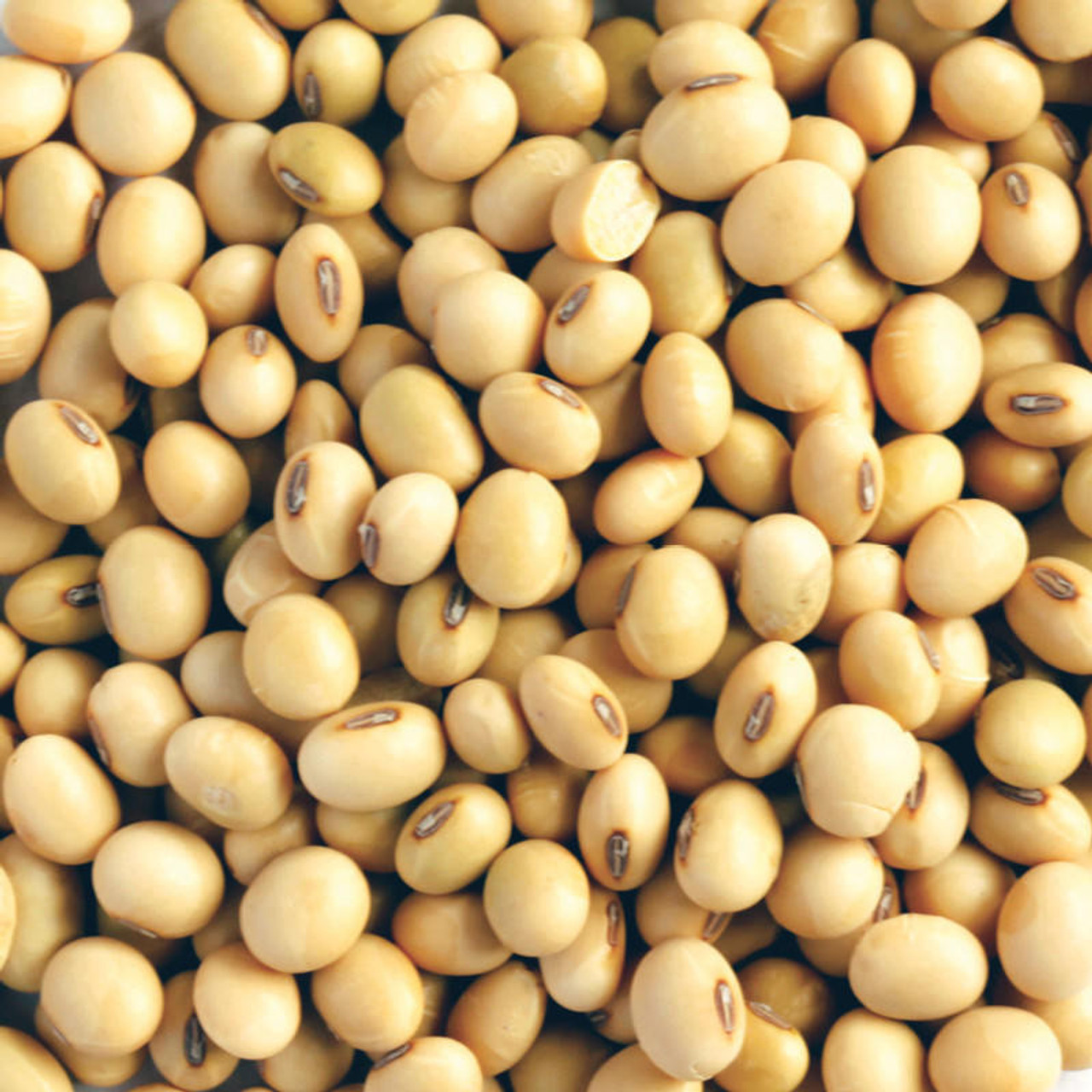 Soya beans